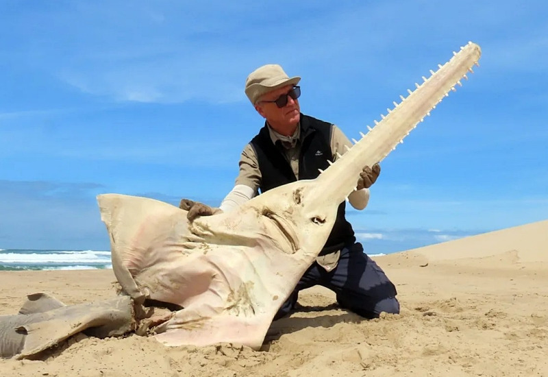 개쎄게 생긴 물고기 | 인스티즈