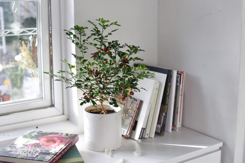 요즘 식물 입덕했어 멋진 식물 진짜 많아 | 인스티즈