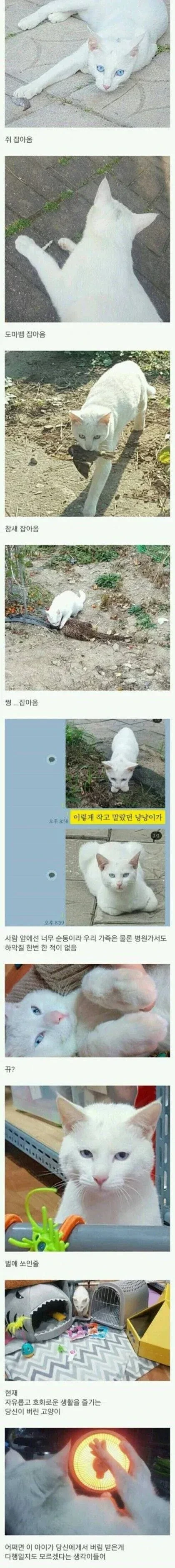 시골에 버려진 고양이를 주운 사람 | 인스티즈