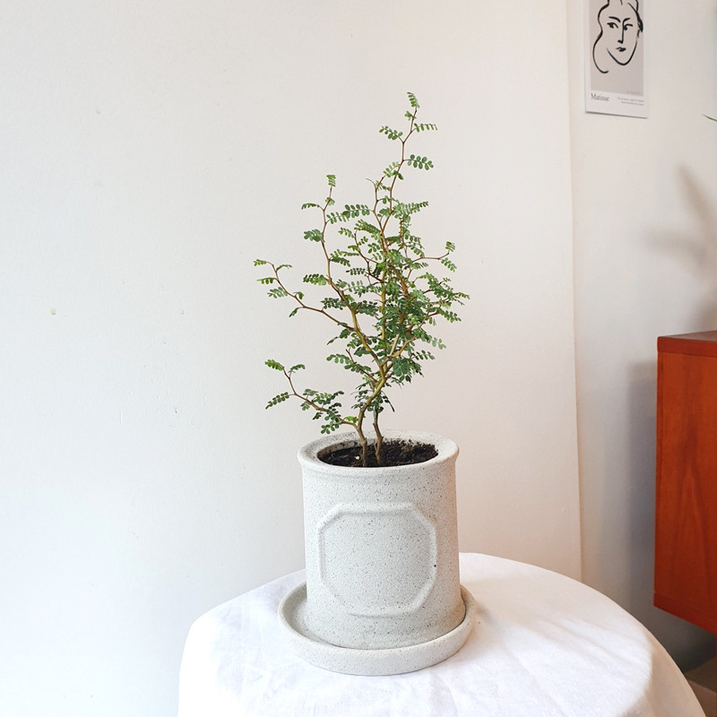 요즘 식물 입덕했어 멋진 식물 진짜 많아 | 인스티즈