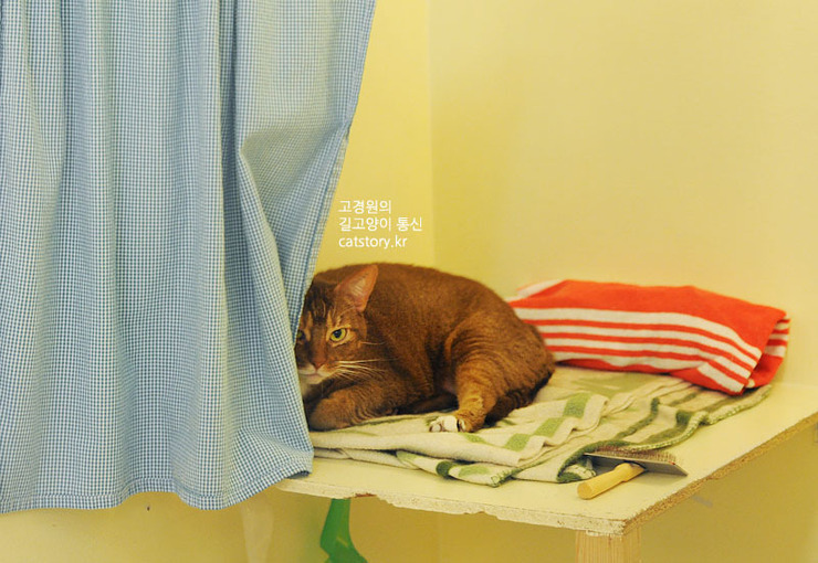 스웨덴의 고양이 보호소.bgm | 인스티즈