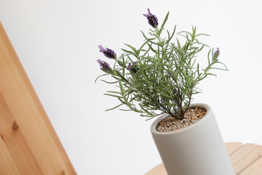 요즘 식물 입덕했어 멋진 식물 진짜 많아 | 인스티즈