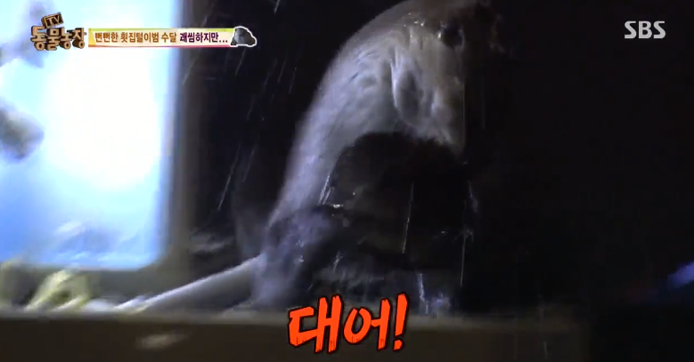 매일 생선털리는 횟집사장님 (Feat.달수) | 인스티즈