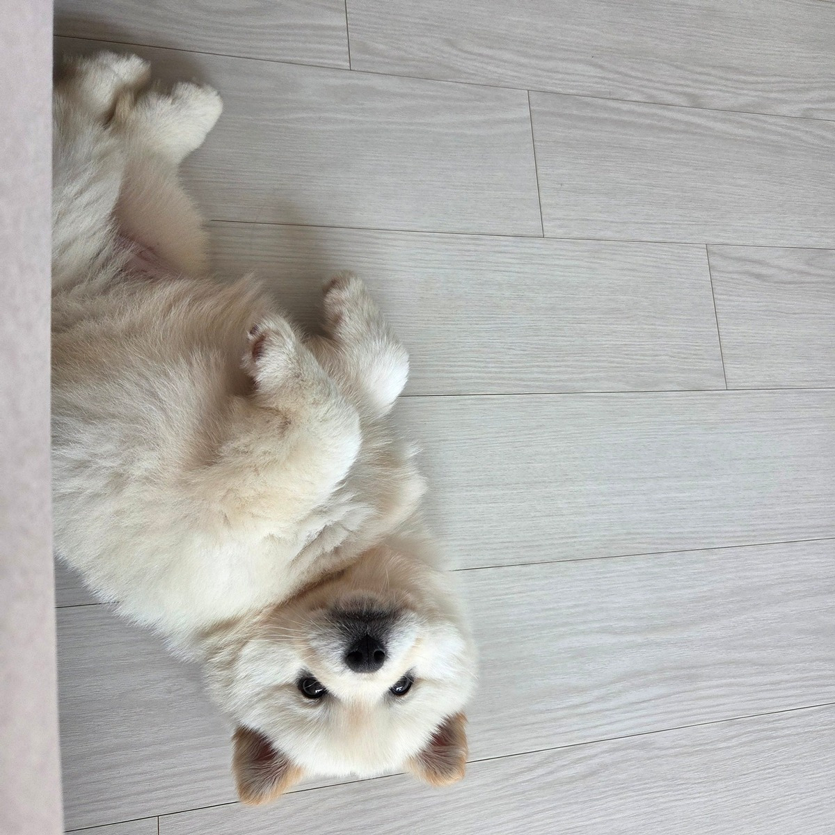 새끼 진도 믹스 | 인스티즈