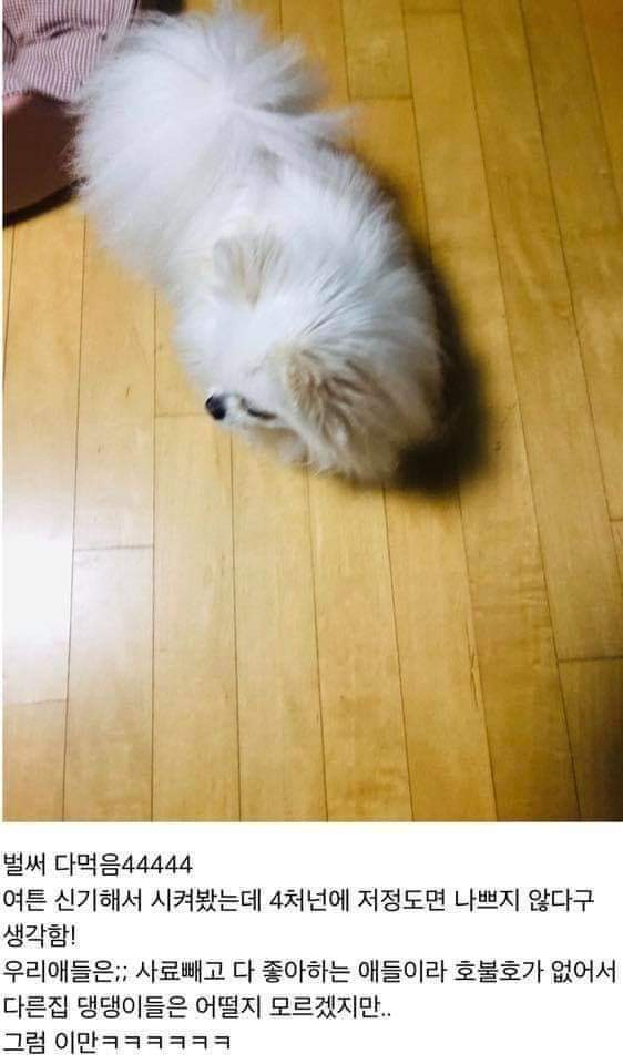 댕댕이용 치킨 시켜본 후기 | 인스티즈