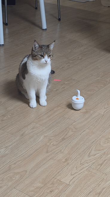 자동 장난감으론 우리 고양이 만족을 못 시키네.. | 인스티즈