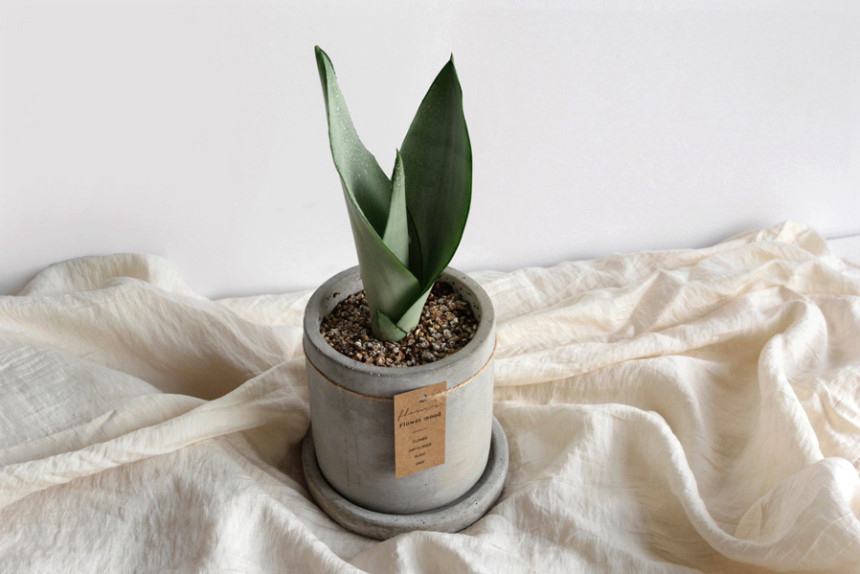 요즘 식물 입덕했어 멋진 식물 진짜 많아 | 인스티즈