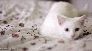 고양이...공격 전 자세..gif | 인스티즈