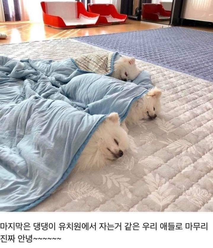 댕댕이용 치킨 시켜본 후기 | 인스티즈