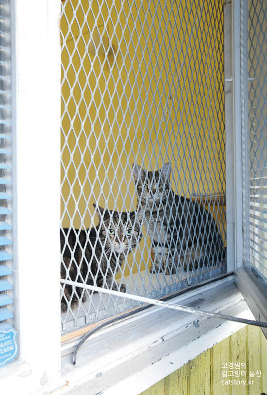 스웨덴의 고양이 보호소.bgm | 인스티즈