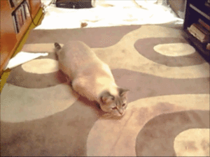 고양이...공격 전 자세..gif | 인스티즈