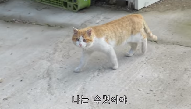 haha ha님 채널에서 은근히 매니아층이 많은 고양이 | 인스티즈
