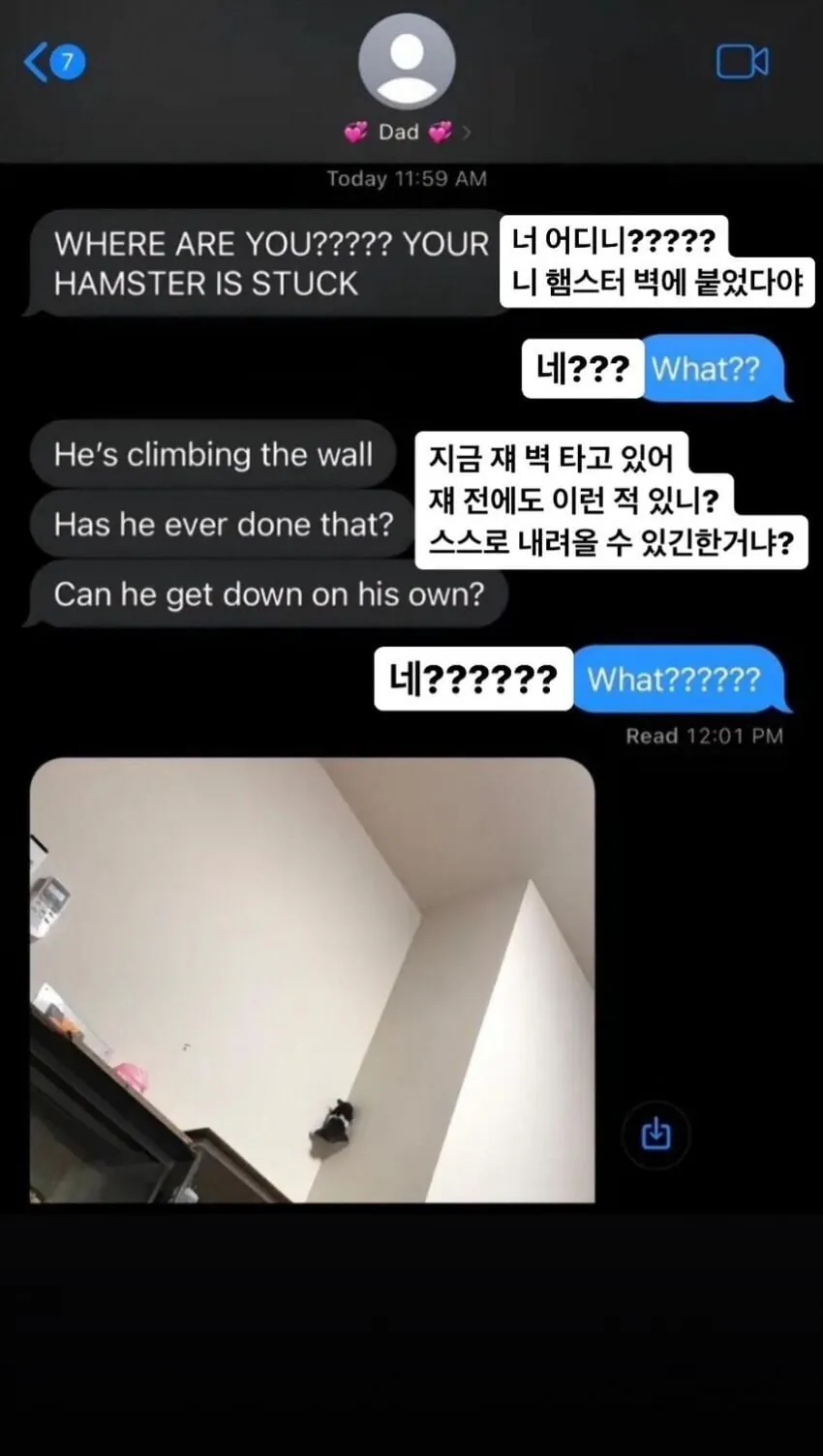 햄스터때문에 당황한 아버지 | 인스티즈