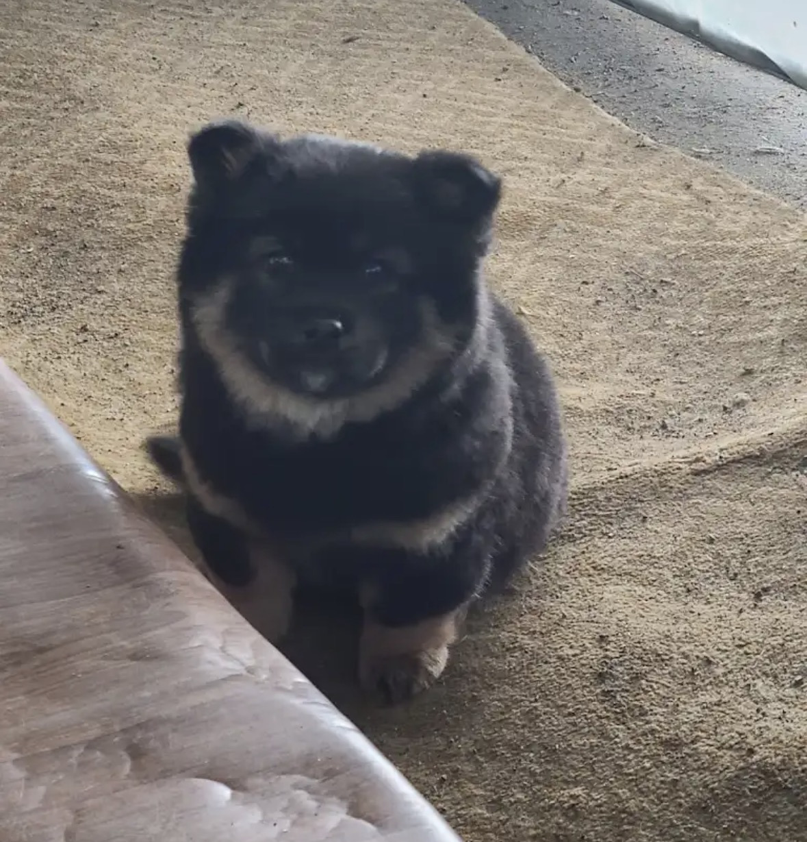 깜순이 애기때 | 인스티즈