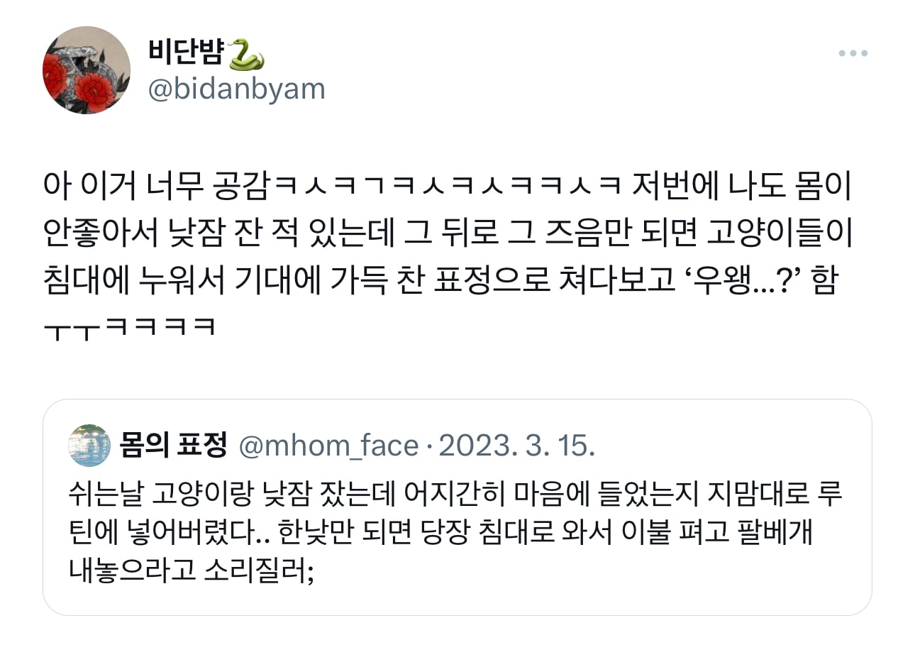 쉬는날 고양이랑 낮잠 잤는데 어지간히 마음에 들었는지 지맘대로 루틴에 넣어버렸다 | 인스티즈