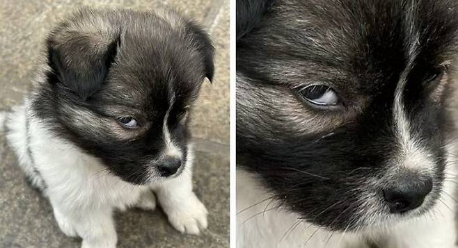 "밥 주는 척하고 안줬더니 삐진 표정이라며 할머니가 사진 보내줬어요" | 인스티즈