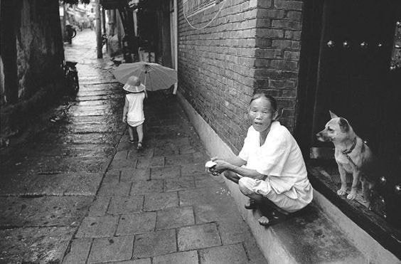 1970년도 그시절 강아지들 | 인스티즈