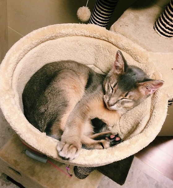 지디네 고양이.jpgif | 인스티즈