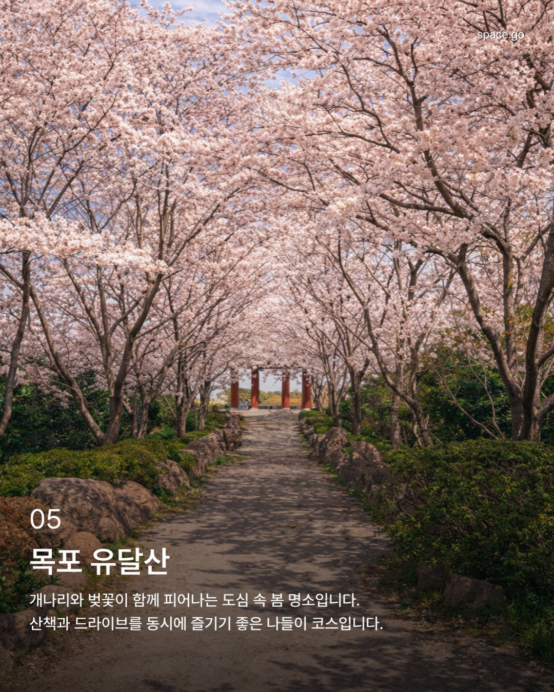 국내 꽃놀이 명소 | 인스티즈