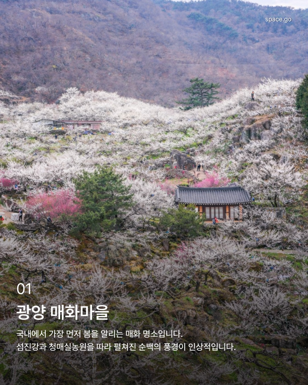 국내 꽃놀이 명소 | 인스티즈