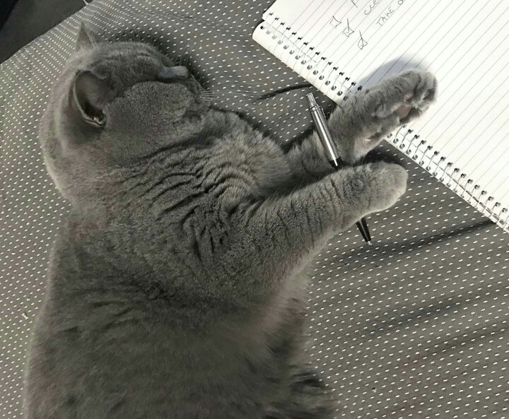 사람들이 많이 헷갈려하는 고양이 두종 | 인스티즈