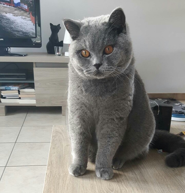 사람들이 많이 헷갈려하는 고양이 두종 | 인스티즈