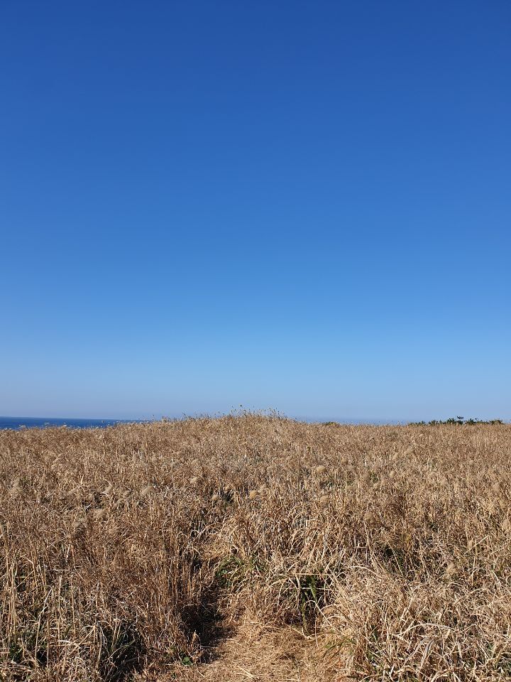 반년동안 제주도에 300만원 쓴 대학생의 제주 여행지 추천 | 인스티즈