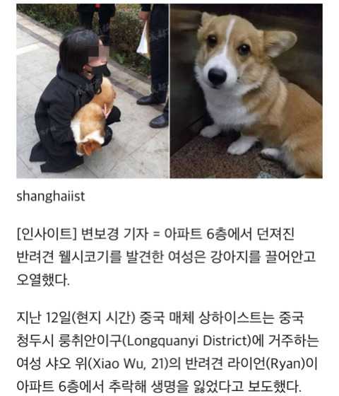 이웃이 6층 베란다서 던져 숨진 웰시코기 반려견 끌어안고 '오열'한 주인 | 인스티즈
