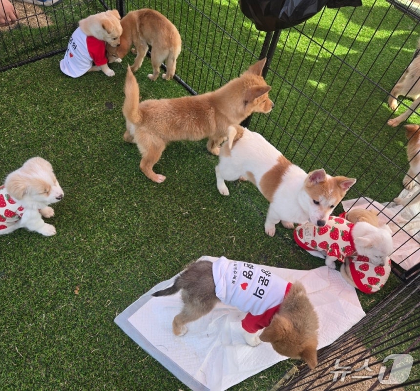 논산딸기축제 기간 4일간 유기견 53마리 새 가족 품으로 | 인스티즈