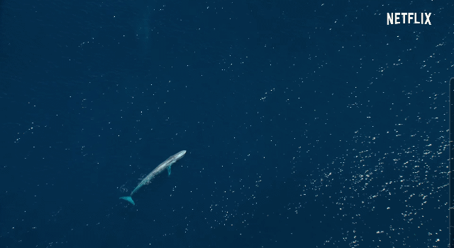 어미 대왕고래와 새끼 고래의 친밀함을 가장 잘 담은 장면 .gif | 인스티즈