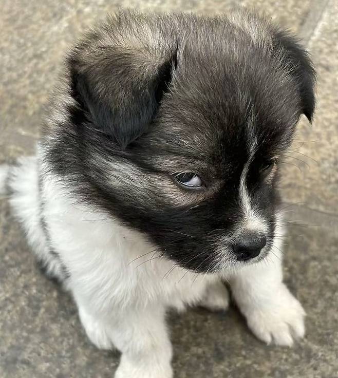 "밥 주는 척하고 안줬더니 삐진 표정이라며 할머니가 사진 보내줬어요" | 인스티즈