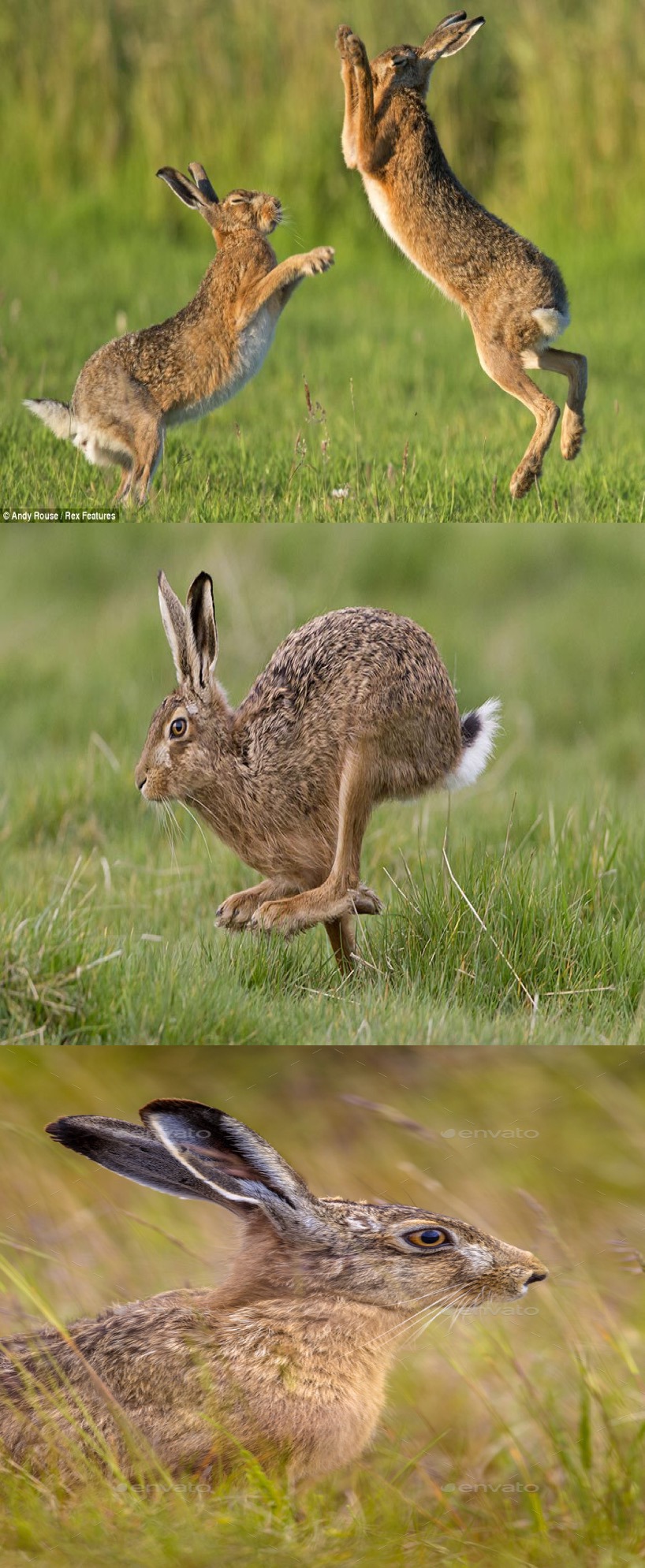 옛날 유럽인들의 토끼 그림이 이상했던 이유 | 인스티즈