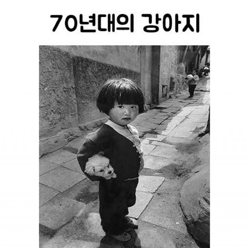 1970년도 그시절 강아지들 | 인스티즈