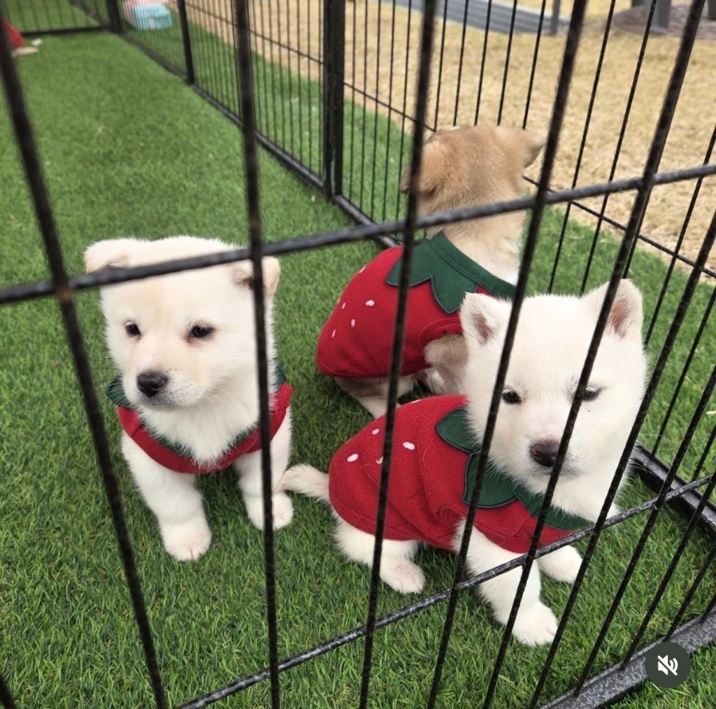 논산딸기축제 기간 4일간 유기견 53마리 새 가족 품으로 | 인스티즈