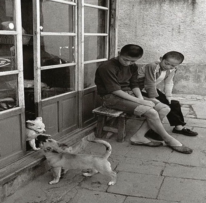 1970년도 그시절 강아지들 | 인스티즈