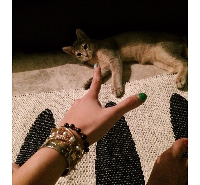 지디네 고양이.jpgif | 인스티즈