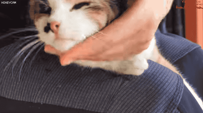 haha ha님 채널에서 은근히 매니아층이 많은 고양이 | 인스티즈