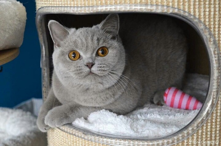 사람들이 많이 헷갈려하는 고양이 두종 | 인스티즈