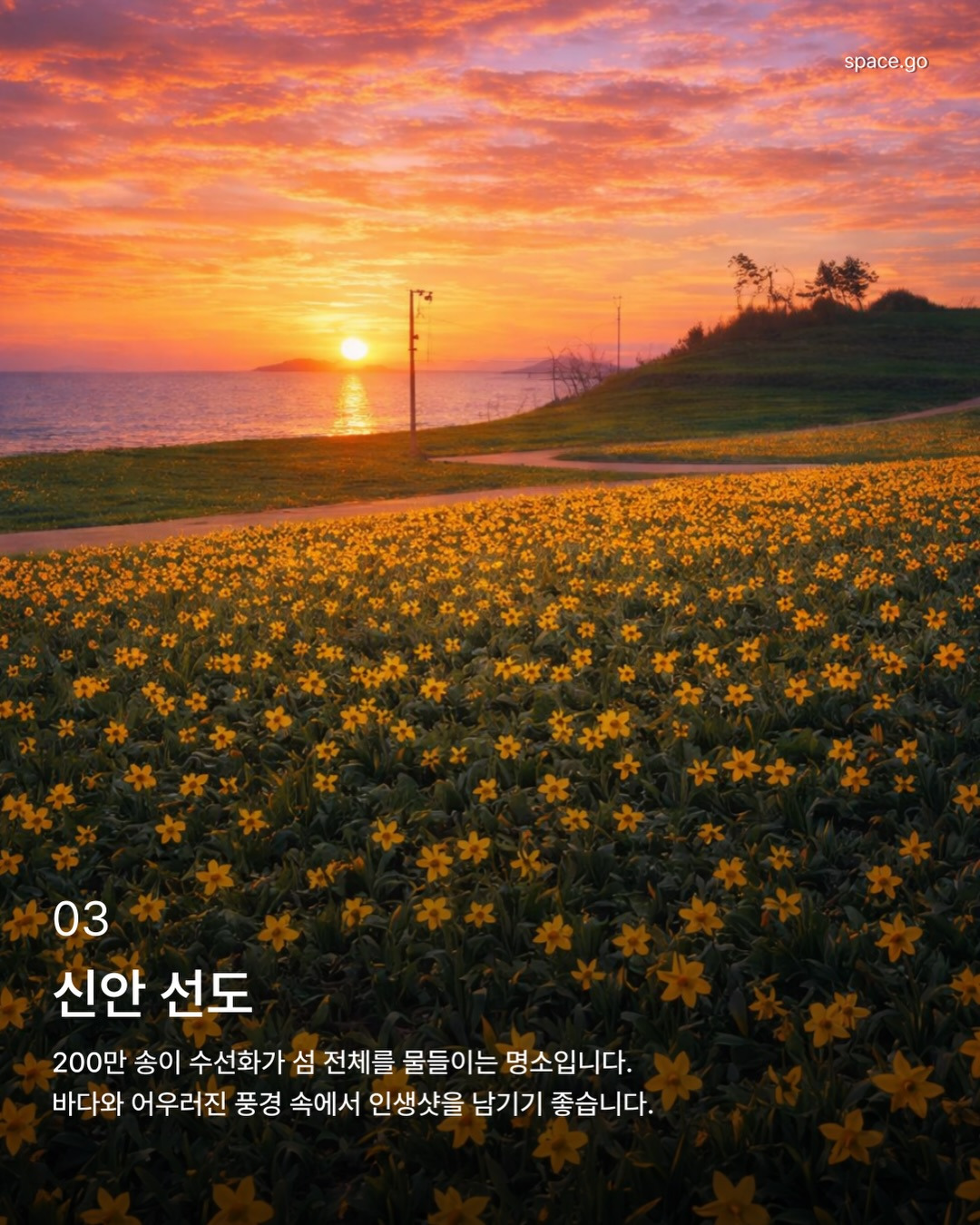 국내 꽃놀이 명소 | 인스티즈