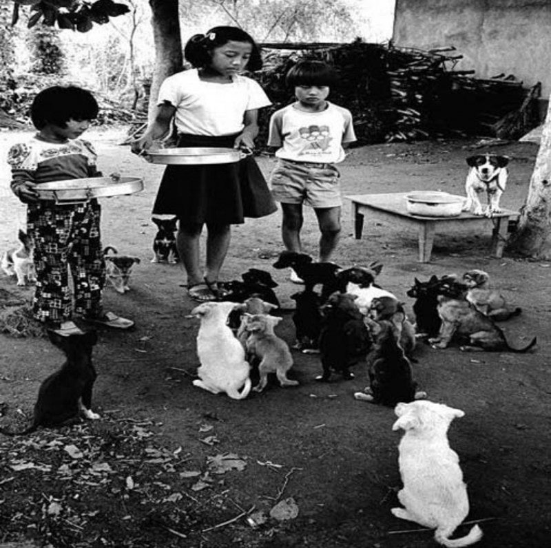 1970년도 그시절 강아지들 | 인스티즈