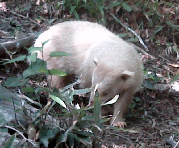 이번에 불다람쥐가 새롭게 불태운 우리 산간 면적 | 인스티즈