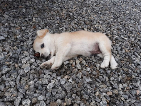 역사적이고 기나 긴 전쟁의 서막, 떡순이 vs 빵순이 | 인스티즈