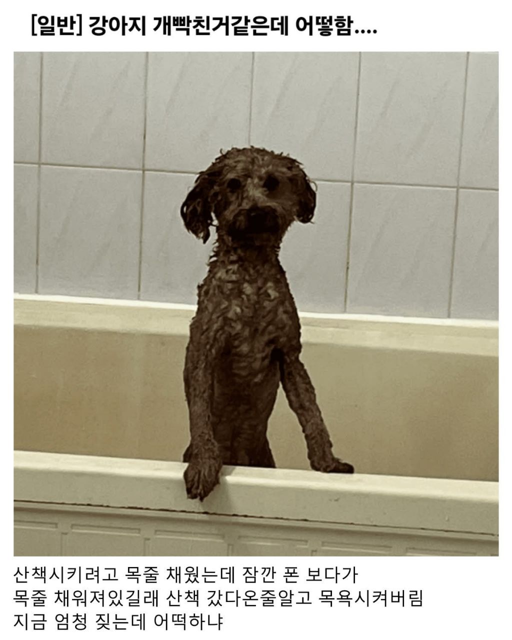 강아지 개빡친거 같은데 어떻함 | 인스티즈