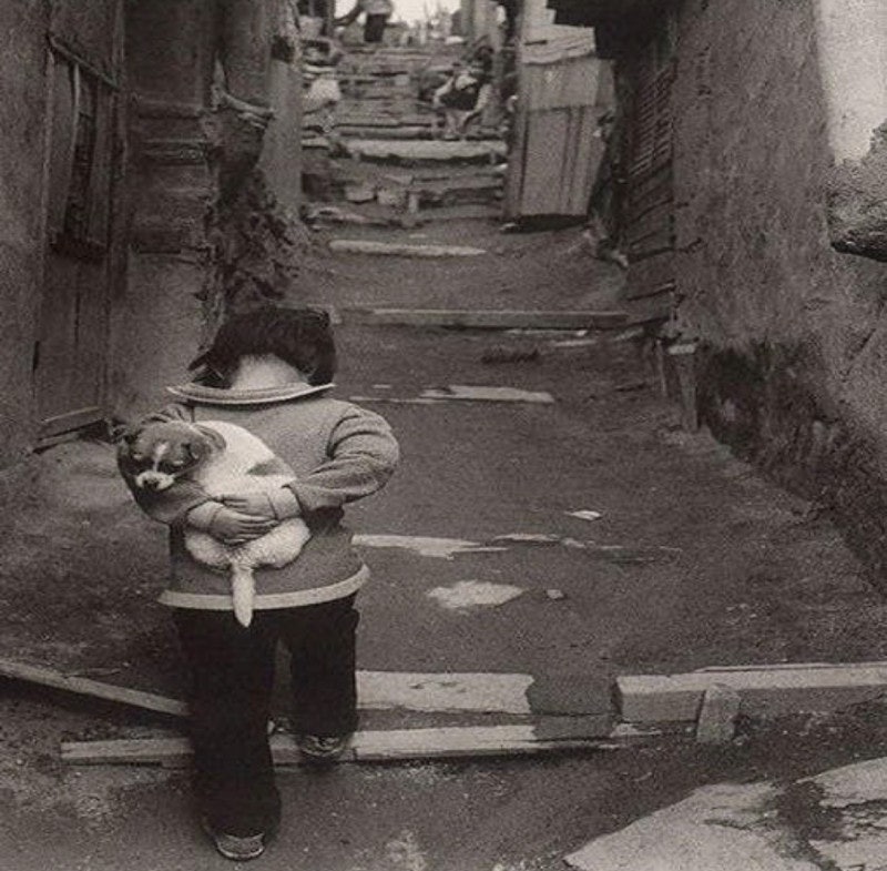 1970년도 그시절 강아지들 | 인스티즈