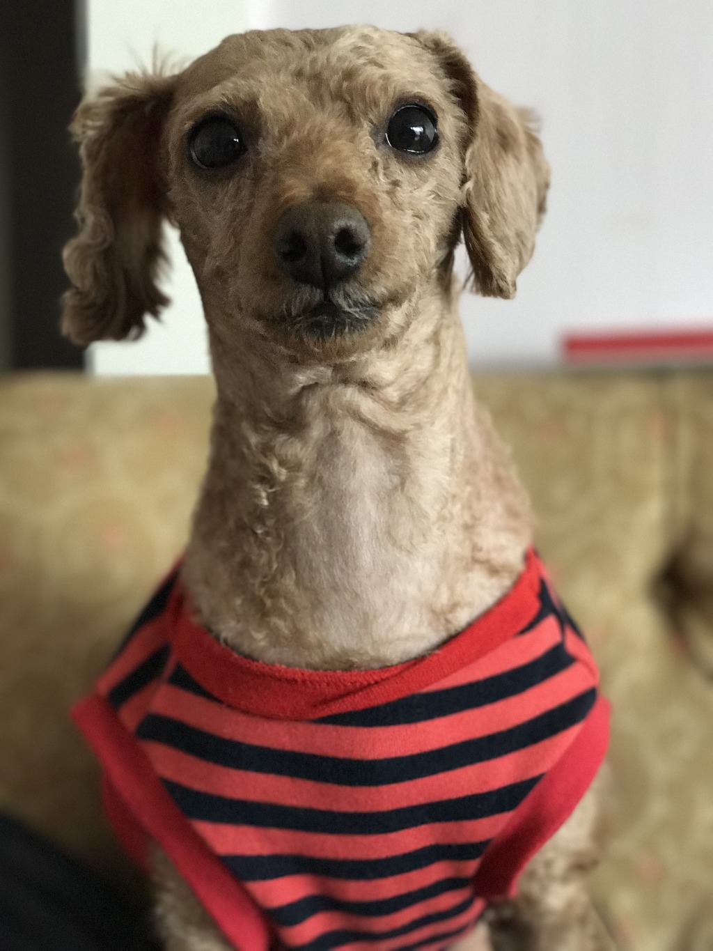 ㅋㅋㅋㅋㅅㅂ 나 옛날에 우리 강아지 그림으로 카카오톡 이모티콘 만들려고 했었는데ㅋㅋㅋㅋ.gif | 인스티즈