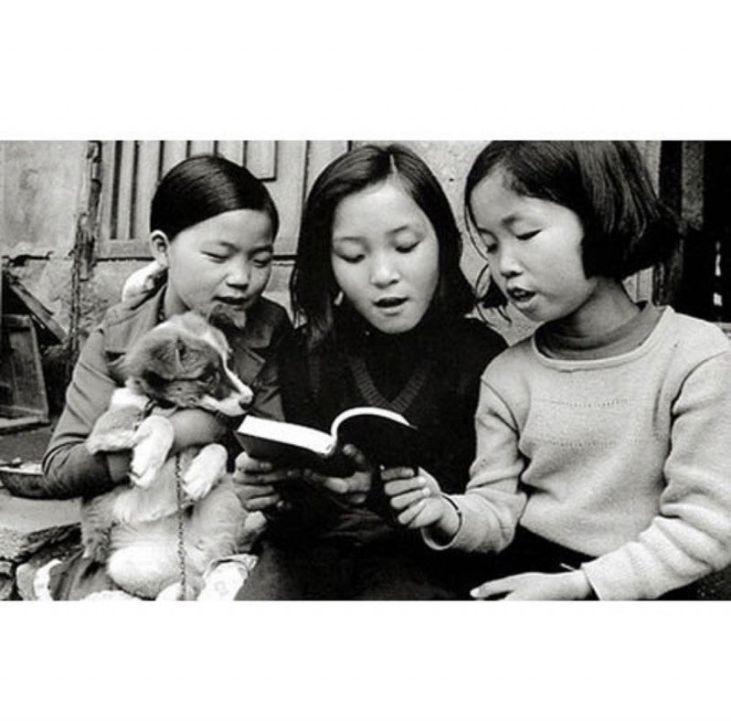 1970년도 그시절 강아지들 | 인스티즈