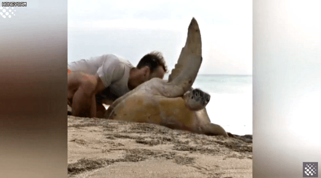 바위 틈에 빠진 바다 거북이를 구하는 커플 | 인스티즈