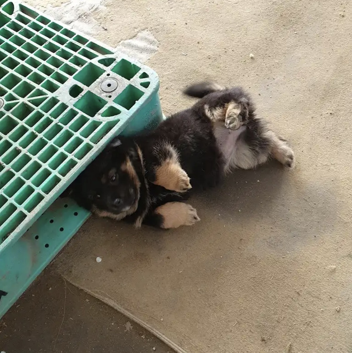 깜순이 애기때 | 인스티즈