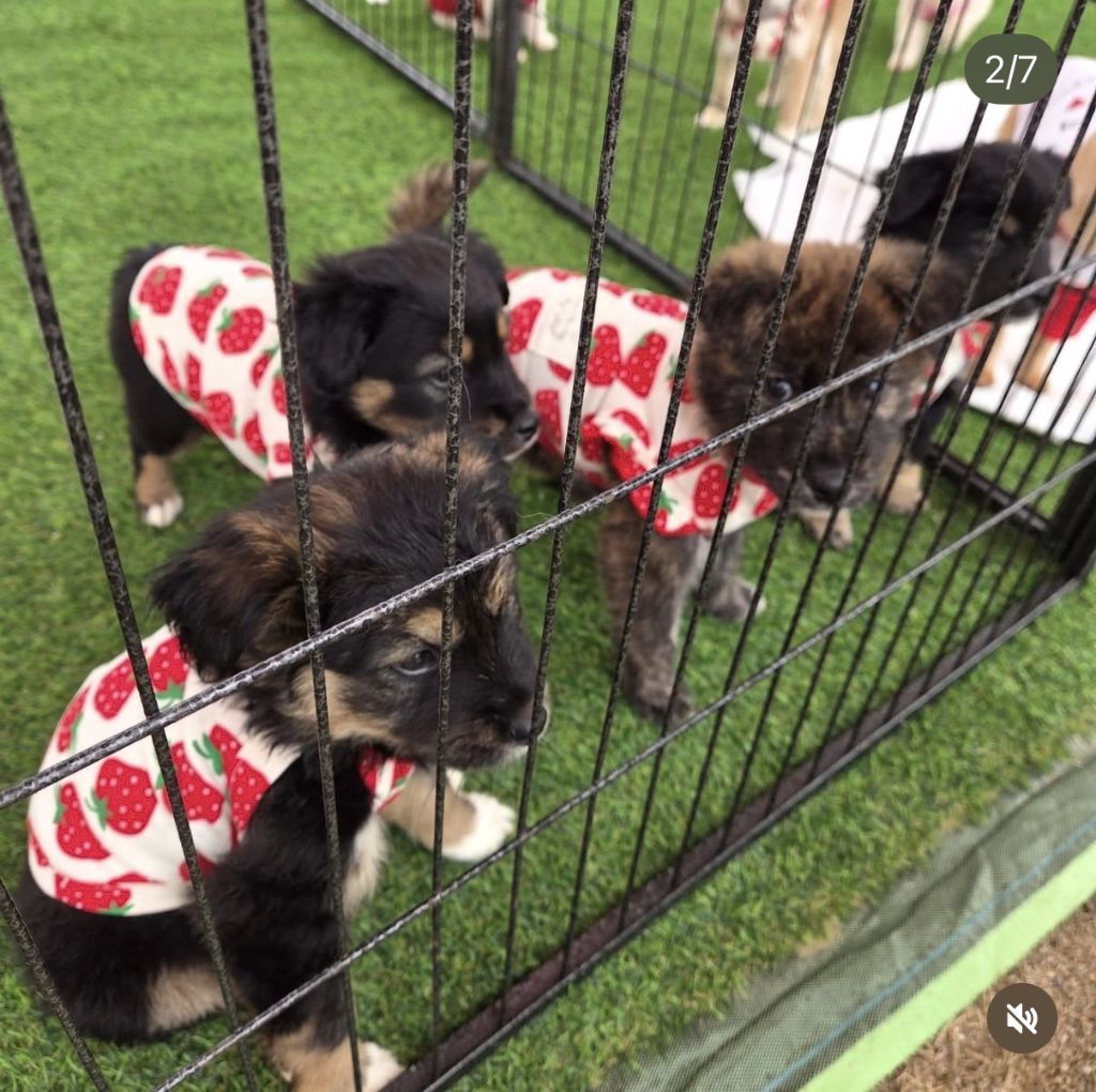 논산딸기축제 기간 4일간 유기견 53마리 새 가족 품으로 | 인스티즈