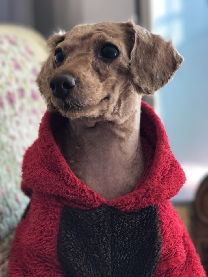 ㅋㅋㅋㅋㅅㅂ 나 옛날에 우리 강아지 그림으로 카카오톡 이모티콘 만들려고 했었는데ㅋㅋㅋㅋ.gif | 인스티즈